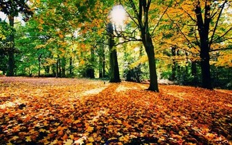 Autumn Forest Wallpaper