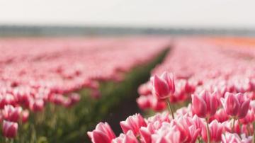 Wallpaper Id Tulip 4k HD Spring Flower
