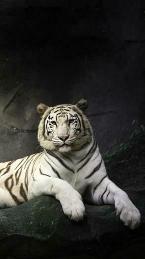 iPhone Wallpaper HD White Tiger Background