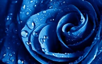 Blue Flowers Wallpaper Wide HD