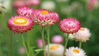 Pink Flowers Wallpaper