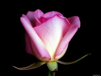 Bud A Pink Rose On Black Background Flowers Roses