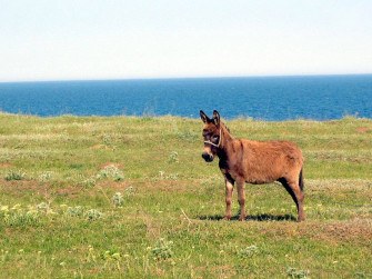 Donkey Wallpaper