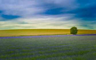 Lavender Farm In Hitchin Hertfordshire England Places To See