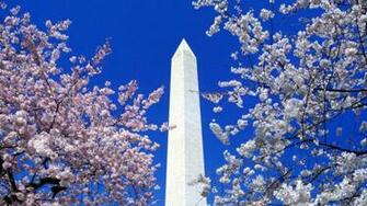 Cherry Blossoms Washington Monument Dc