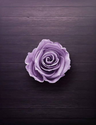 Top Purple Rose Wallpaper Full HD 4k To Use