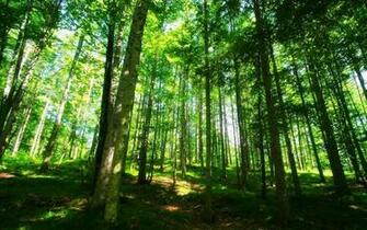 Forest Live Wallpaper Screenshot
