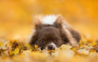 Widescreen Chihuahua Wallpaper For iPhone