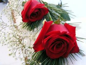 Roses Wallpaper Background Only Red High Quality