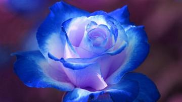 Blue Rose Wallpaper HD Net