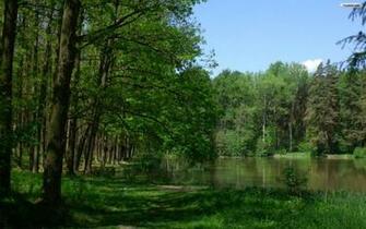 Green Forest And Lake Wallpaper