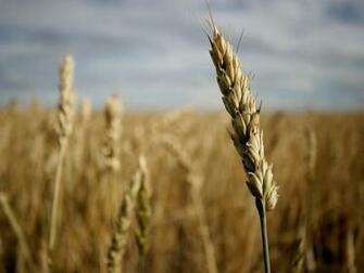 Crop Field Wallpaper Stock Photos