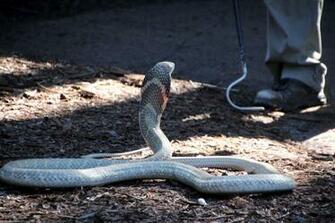 King Cobra Pictures
