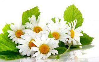 White Daisy Wallpaper