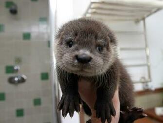 Dancing Branflakes Baby Sea Otters