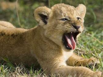 Scary Lion Cub Wallpaper