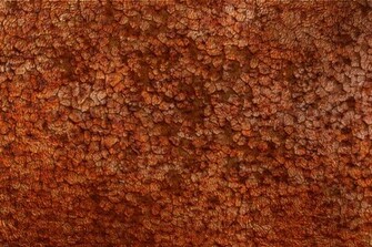 Rust