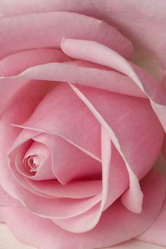 iPhone Wallpaper Pink Green Poison