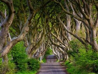 Wallpaper England Northern Ireland Dark Hedges Beech Alley