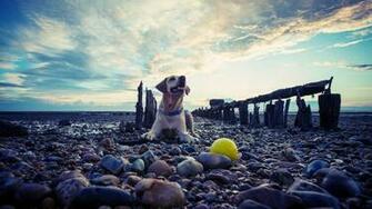 Happy Dog On The Beach Wallpaper