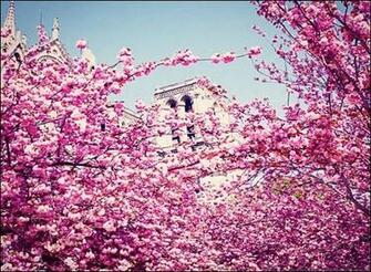 Spring In Paris Wallpaper