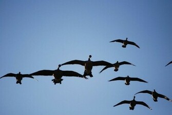 Goose Hunting Background Image Gallery For Wallpaper