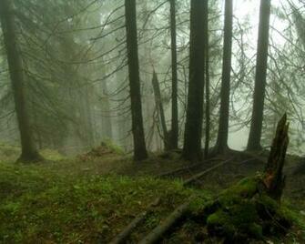 Forest Fog Moss HD Wallpaper Pixel Nature