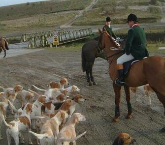 And The Whipperin In Background With Their Pack Of Dogs 178kb