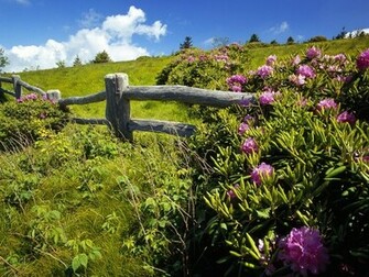 Landscapes Flowers Fences Wood Fields Pink