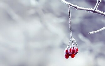 Red Flowers On Snow Beautiful Wallpaper HD Wallpaperlepi