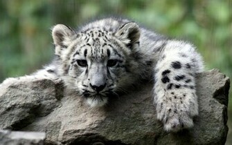 Baby White Tiger HD Wallpaper Animal Image Photo