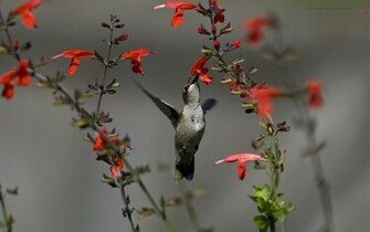 Hummingbird Wallpaper HD