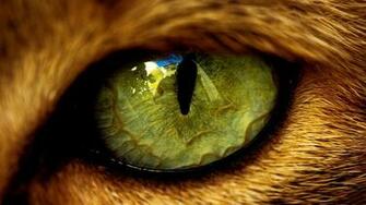 Macro Wallpaper HD Background Image Pics Photos