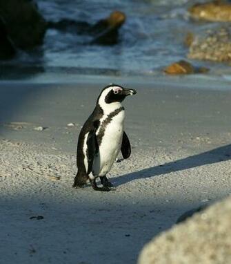 African Penguin Wallpaper HD