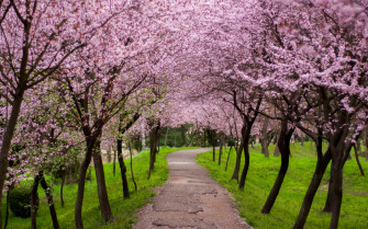Cherry Blossom Desktop Wallpaper