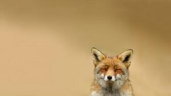 File Name Fox Computer Wallpaper Desktop Background