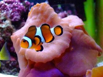 Desktop HD Wallpaper S Clown Fish