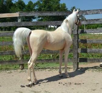 American Saddlebreds And Pinto Asb HD Wallpaper