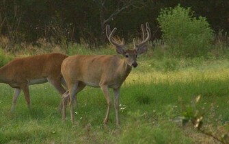 Whitetail Deer Wallpaper And Screensaver