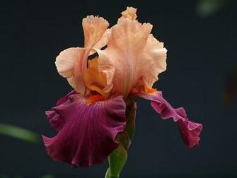 Image Of Dostoy S Contemplations Bearded Iris Wallpaper