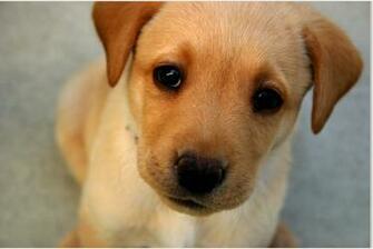Cute Dog Baby Wallpaper HD Topwallpaper