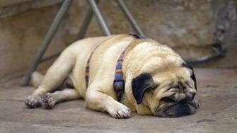 Pug Background Net