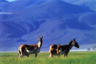 HD Horse Wallpaper For Windows