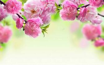 Spring Flower Wallpaper