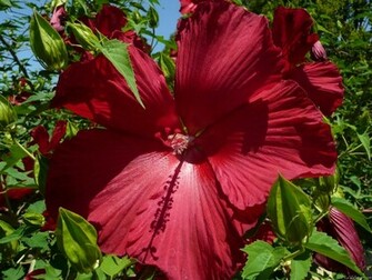 Hibiscus Flowers Wallpaper