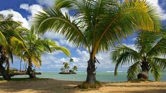 Beach Hawaii Tropical Oahu Park Wallpaper