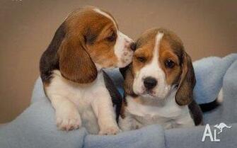 Image Of Beagle Puppy Wallpaper Dog Breeds Picture