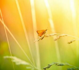 Xperia Z2 All Stock Wallpaper