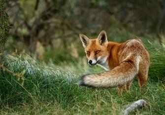 Beautiful Nature Image Animals Wallpaper Photos