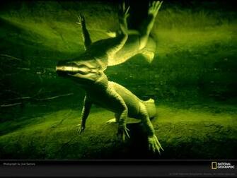 Wallpaper Collections Alligator Background